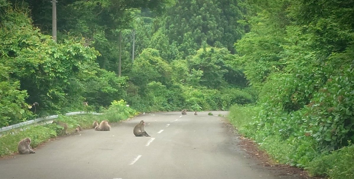 帰り道…。歩行者天国
#あじさいロード