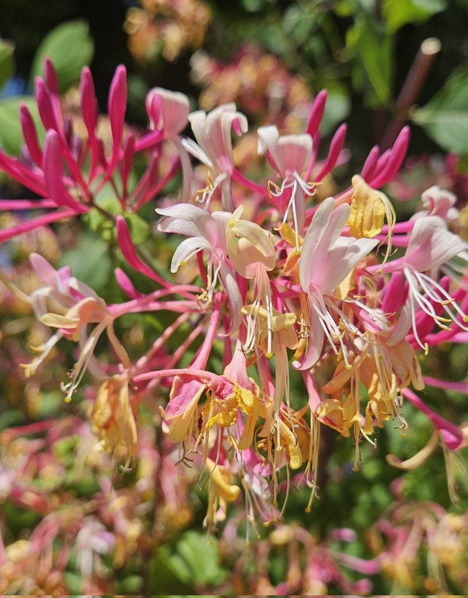 The heady scent of this beautiful plant 😍
Keep smiling tweeters 😀