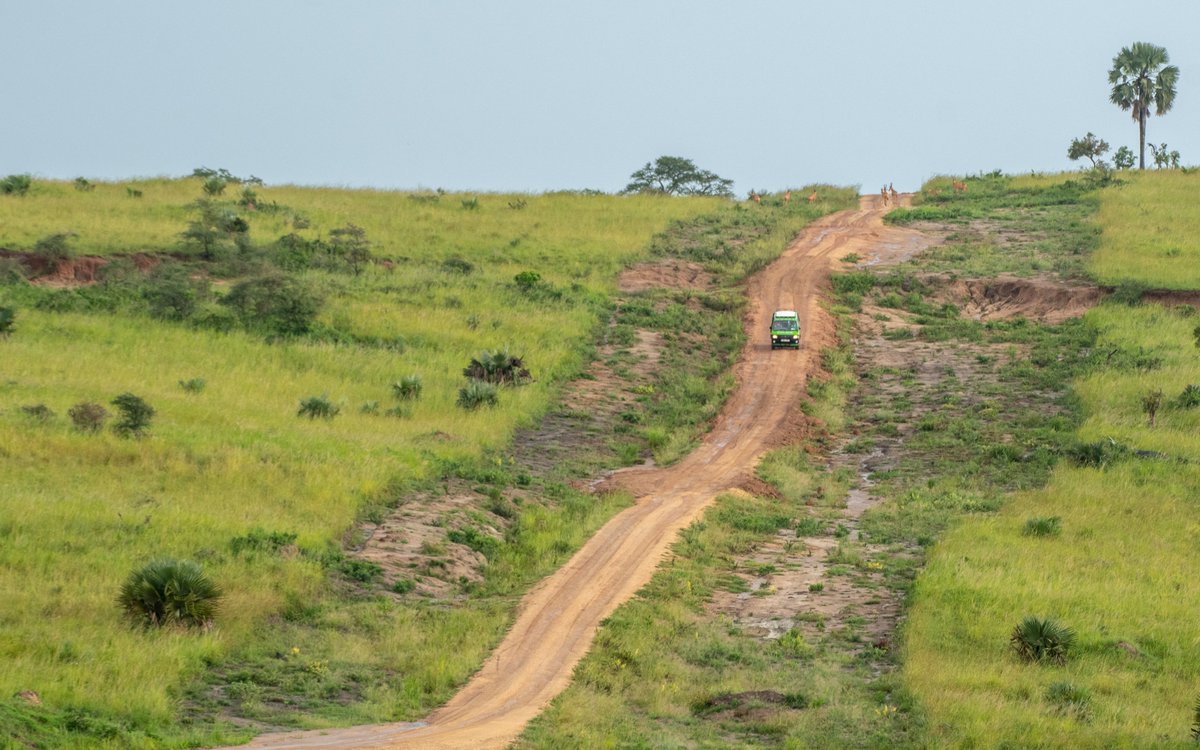 nyanasafaris's tweet image. 💦 Murchison Falls – Where the Nile Roars!
Brace yourself for the world’s most powerful waterfall — Murchison Falls, where the Nile squeezes through a 7-meter gap and explodes into thunder.
🦁 Game drives through savannah plains
🦛 Nile boat cruises with hippos & crocs
🦅 Over…