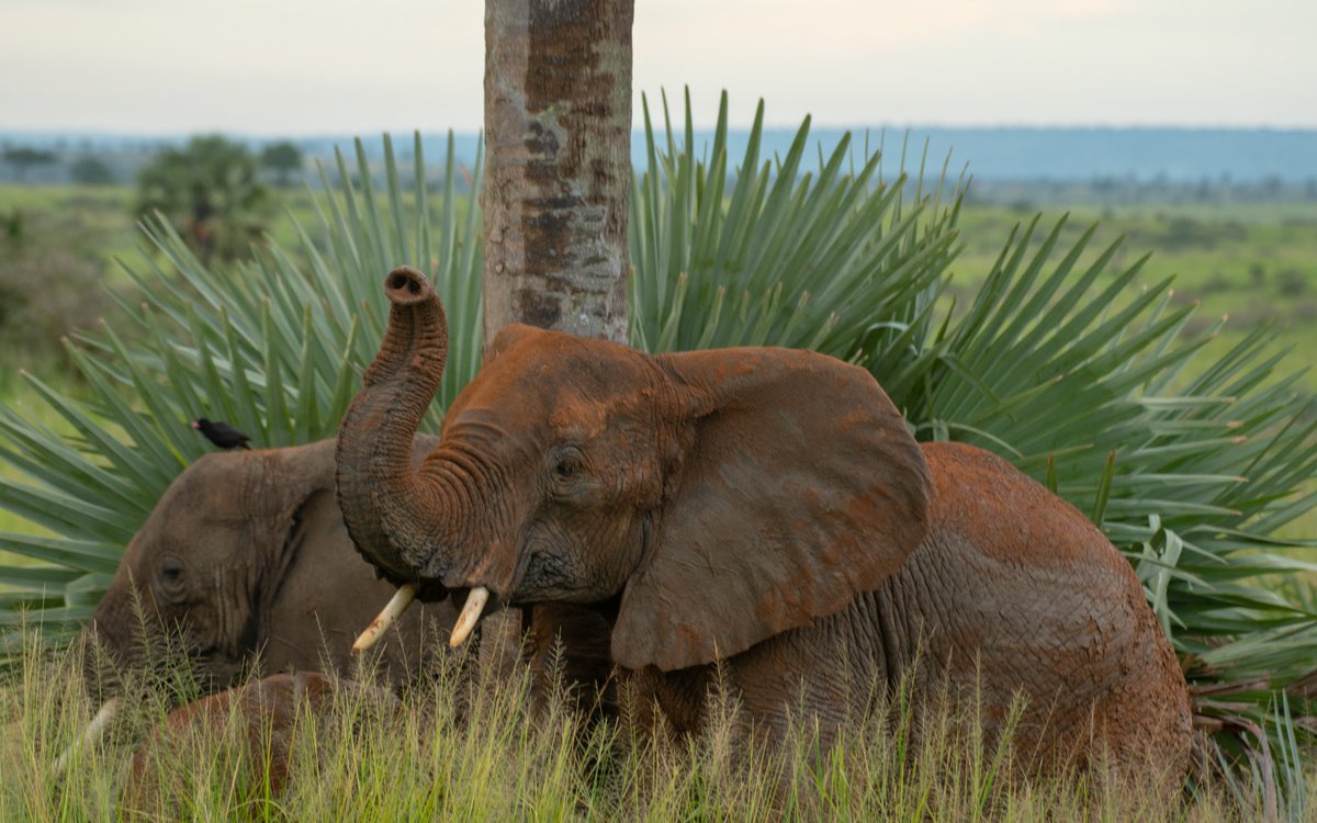 nyanasafaris's tweet image. 💦 Murchison Falls – Where the Nile Roars!
Brace yourself for the world’s most powerful waterfall — Murchison Falls, where the Nile squeezes through a 7-meter gap and explodes into thunder.
🦁 Game drives through savannah plains
🦛 Nile boat cruises with hippos & crocs
🦅 Over…