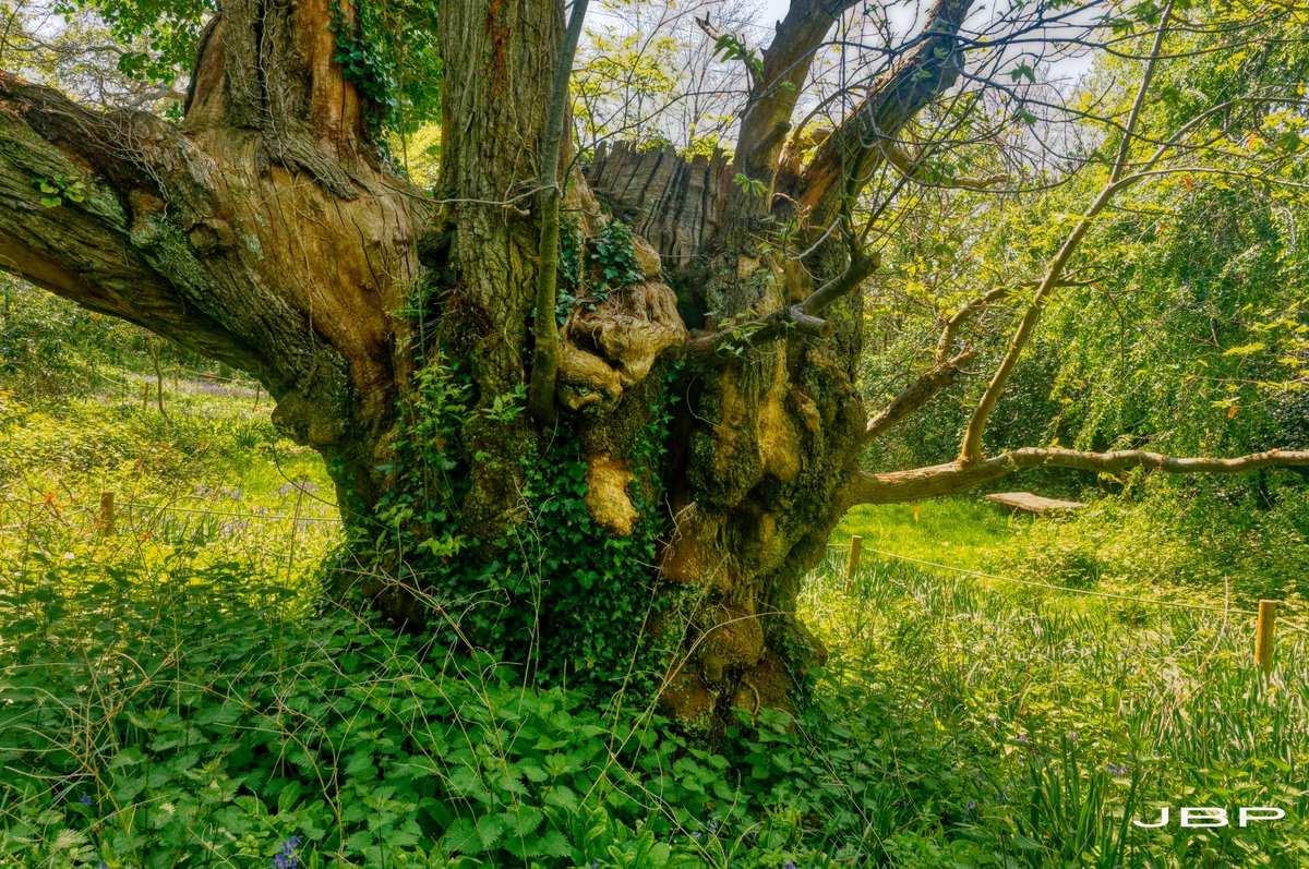 JBPhotos_UK's tweet image. Yet another piece of art from the Arboretum visit ...
#ThickTrunkTuesday #TreeArt