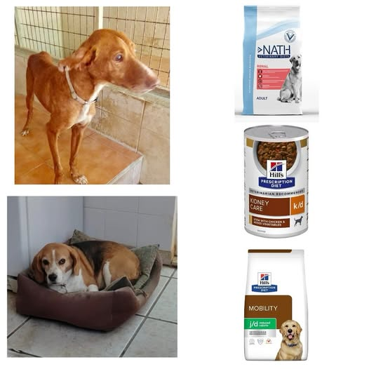 SPECIAL FOOD FOR QUINO AND LUNA:
- Renal of Nath (Quino)
- Paté Kidgney Care of Hills (Quino)
- Mobility Reduced Calorie of Hills (Luna)

Help us🙏
bring it to PAD
bizum code 03840 (option “NGO donation” or similar)
bank transfer to: ES68 0081 0547 4600 0232 5442
Thank you