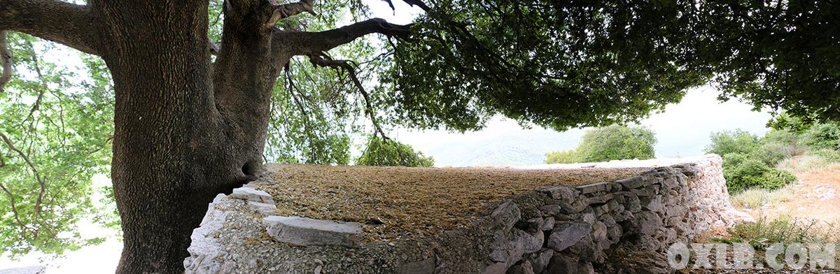 Look at this giant oak tree I found near the old house in Habeel village! Visit youtube.com/williammatar to support my channel by seeing the movies I present. #oak #oaktree #gianttree #hebeel #habeel #habil #oldhouse #oldtree #visitlebanon #youtube