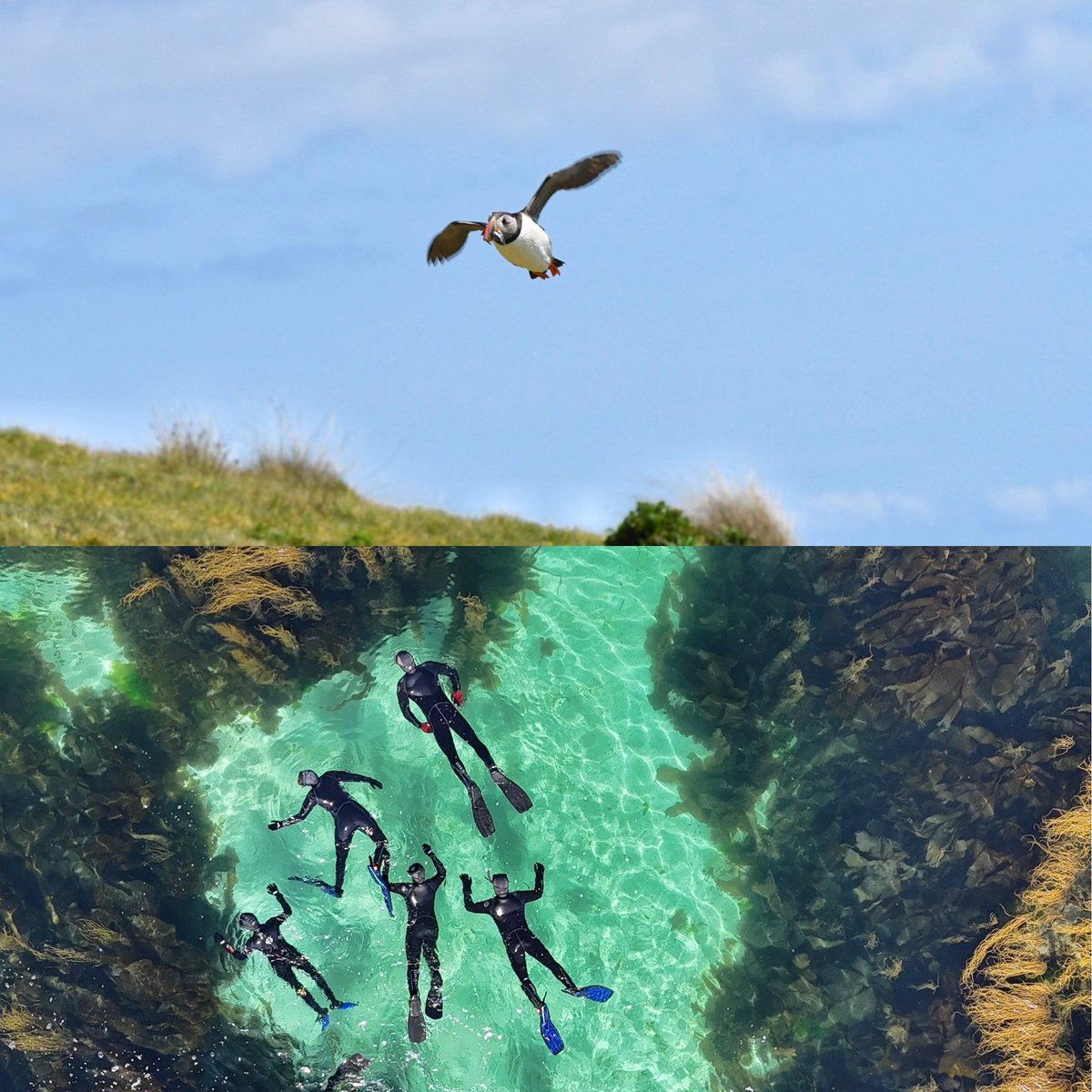 Day tour spaces this week.

Tmrw (wed) Puffins landing trip.

baskingsharkscotland.co.uk/tours/puffin-s…

Thursday- lagoon snorkel trip 

baskingsharkscotland.co.uk/tours/seal-heb…