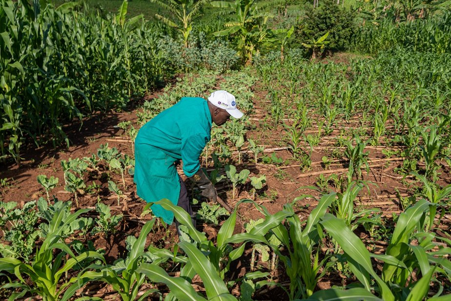 Fighting Hunger, One Farm at a Time 🌿
At World Renew Kenya, we're tackling hunger by empowering communities through training in conservation agriculture and sustainable farming practices.#FoodSecurity