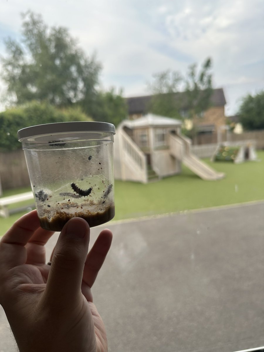 Our caterpillar 🐛 update! 
The children were excited to see how much the caterpillars have grown over the weekend.