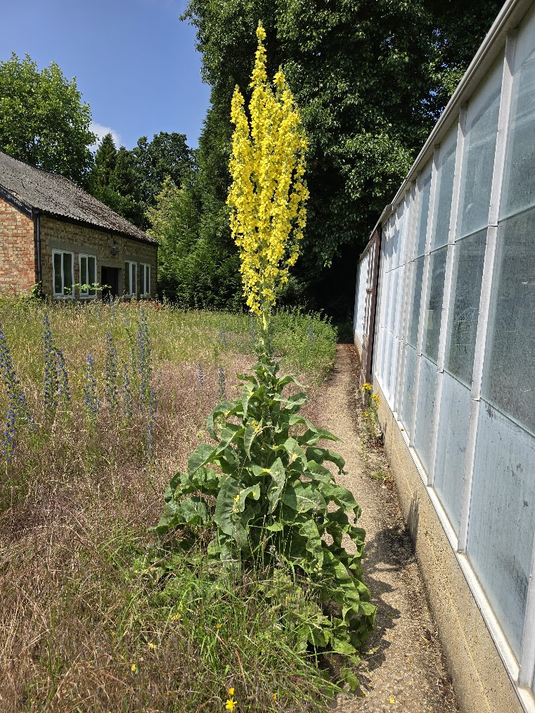 Verbascum speciosum at its magnificent best today at Silwood.  Many thanks to Pete Wilkinson for the picture. Echium vulgare on the left with Anisantha sterilis.