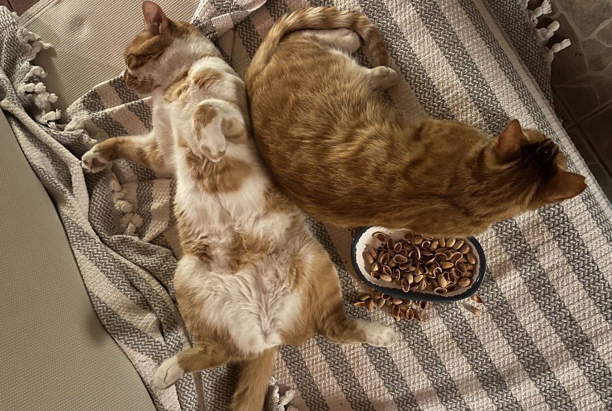 Fıstığı ben dökmedim