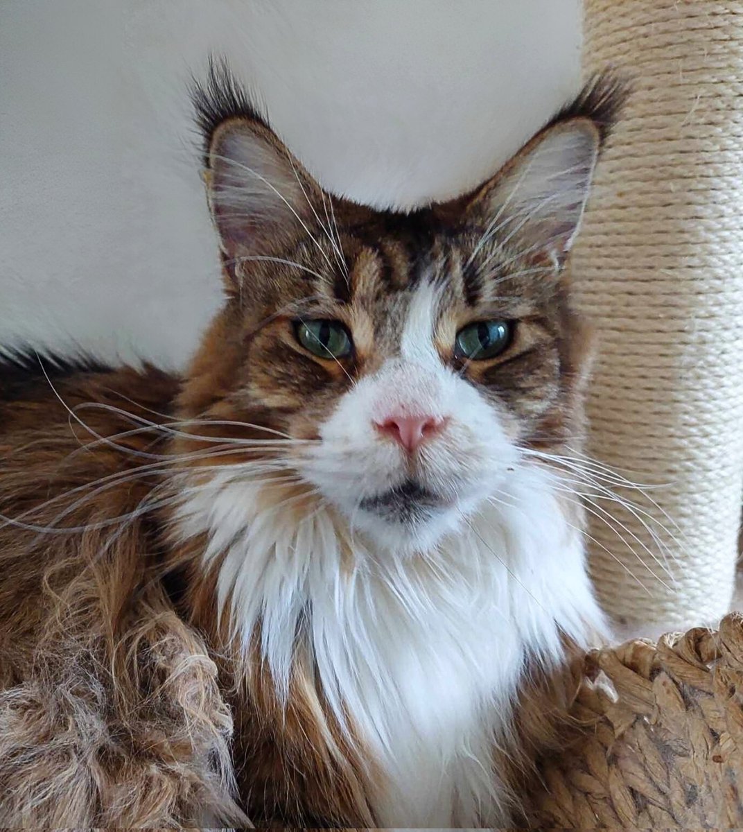 APELUJĘ!

Pilnie potrzebna pomoc.
Amisia ma FIPA! 
Może ktoś ma lek Lucky Care, który może podarować. 

Jeśli nie, proszę o pomoc w zbiórce na lek! 

Chociaż 5 zł i RT.
Ten lek jest bardzo drogi 💔
A tylko on może uratować kotkę.

pomagam.pl/amisiaa