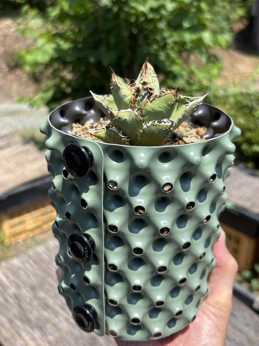 1134390's tweet photo. ブツブツ株
外用鉢に植え込み完了
カッコいい🥰 https://t.co/MfFzYGqOnF