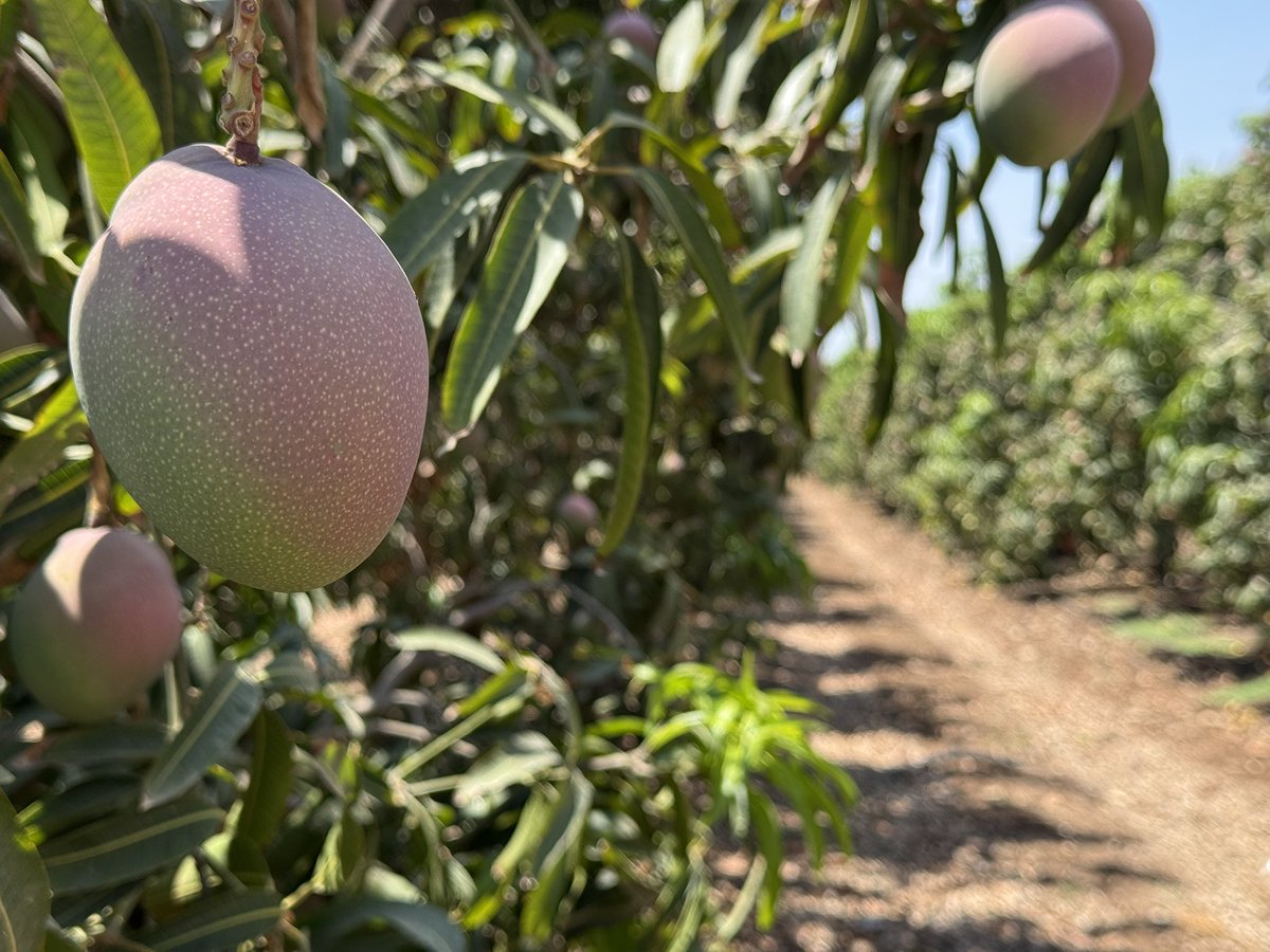 🇮🇱 mango