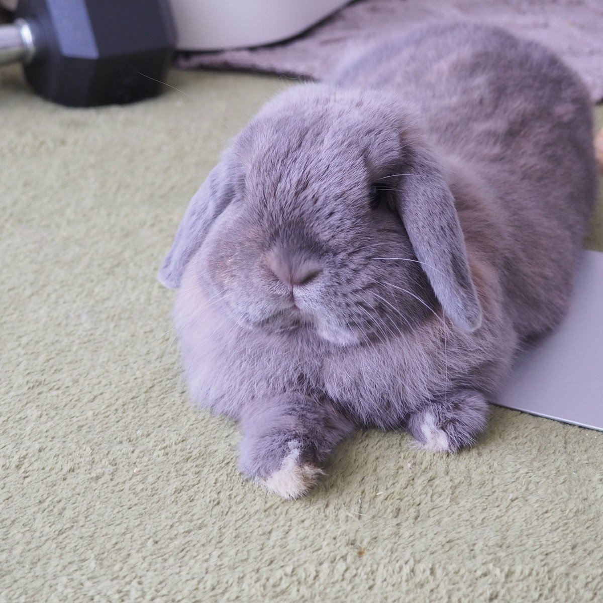 今日もとても可愛いガムちゃん