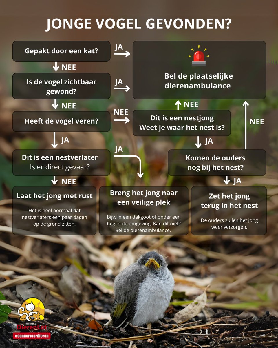 Jonge vogel gevonden? Dit moet je doen! ⬇️