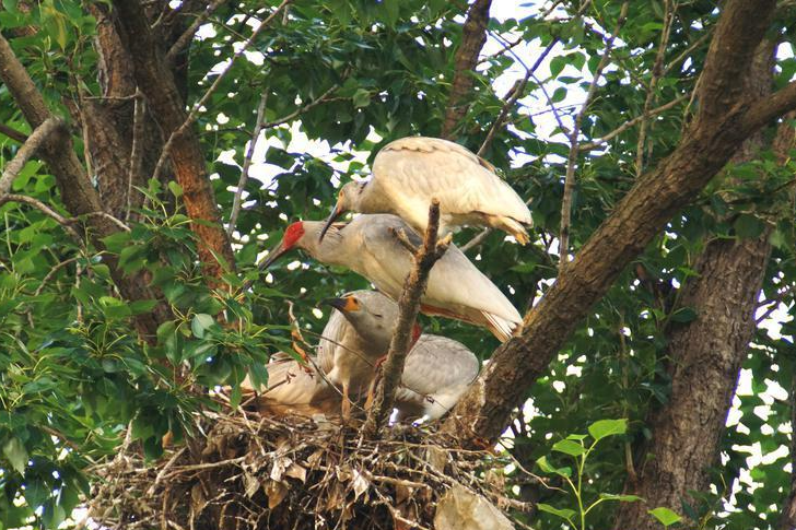 HanZoneCN's tweet photo. Unbelievable! 🎉🐣 Crested ibis quadruplets have hatched in Chenggu county, #Hanzhong, where there's just a 20 to 30 percent chance of all four eggs hatching in the wild. #EcoHanzhong 🌿✨ https://t.co/fugnsS88aW