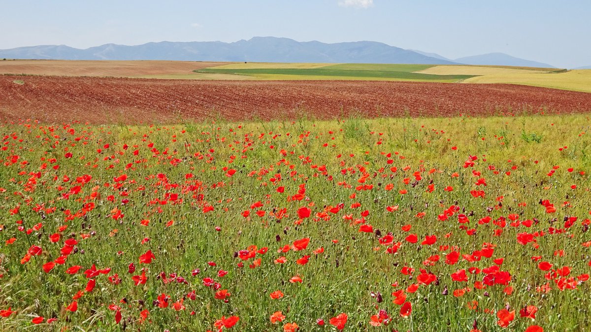 Javier Civantos (@fjcivantos) on Twitter photo A punto ya de entrar el verano, la primavera sigue tiñendo con su colorido los campos a pie de la sierra de Ayllón, en Segovia... <a href="/sibilafc/">Silvia Ferrer</a> <a href="/tomeandres/">Andrés Tomé</a> <a href="/TiempoCyLTV/">El Tiempo en CyL</a> <a href="/ElTiempo_tve/">El Tiempo en TVE</a> <a href="/lasextameteo/">La Sexta Meteo</a> <a href="/tiempobrasero/">Tutiempo</a> <a href="/ElTiempoA3/">El Tiempo de Antena 3</a> <a href="/CyLEsVida/">Turismo Castilla y León</a> <a href="/Aemet_Corpora/">AEMET_Corporativa</a> <a href="/MeteoredES/">Meteored | tiempo.com</a> #Segovia #color A punto ya de entrar el verano, la primavera sigue tiñendo con su colorido los campos a pie de la sierra de Ayllón, en Segovia... <a href="/sibilafc/">Silvia Ferrer</a> <a href="/tomeandres/">Andrés Tomé</a> <a href="/TiempoCyLTV/">El Tiempo en CyL</a> <a href="/ElTiempo_tve/">El Tiempo en TVE</a> <a href="/lasextameteo/">La Sexta Meteo</a> <a href="/tiempobrasero/">Tutiempo</a> <a href="/ElTiempoA3/">El Tiempo de Antena 3</a> <a href="/CyLEsVida/">Turismo Castilla y León</a> <a href="/Aemet_Corpora/">AEMET_Corporativa</a> <a href="/MeteoredES/">Meteored | tiempo.com</a> #Segovia #color
