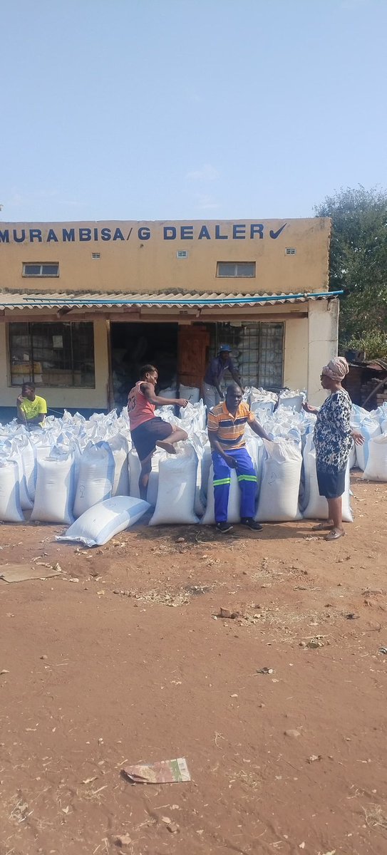 Agricultural Marketing Authority (@amaofficial_zim) on Twitter photo Sesame Buying is in full swing in all regions.
Farmers have been receiving an average of $0.70 per kg.
✅ Only sell to registered buyers
✅Ensure the scale is working well
<a href="/MoLAFWRD_Zim/">MinofLands,Agric,Fisheries,Water&Rural Development</a>
<a href="/timb_zw/">Tobacco Industry & Marketing Board</a>
<a href="/KutsagaResearch/">Kutsaga Research</a> Sesame Buying is in full swing in all regions.
Farmers have been receiving an average of $0.70 per kg.
✅ Only sell to registered buyers
✅Ensure the scale is working well
<a href="/MoLAFWRD_Zim/">MinofLands,Agric,Fisheries,Water&Rural Development</a>
<a href="/timb_zw/">Tobacco Industry & Marketing Board</a>
<a href="/KutsagaResearch/">Kutsaga Research</a>