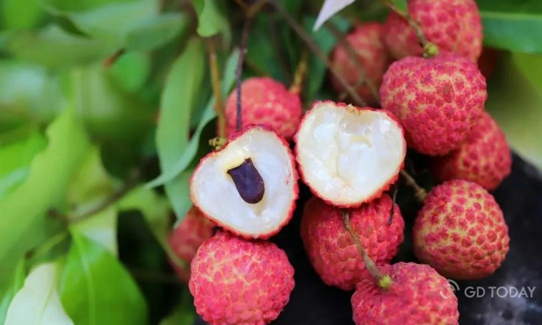 thisisGBA's tweet image. #Agriculture |  #Summer has arrived ☀️, and #lychee season is in full swing 🍒. 

Conghua District in #Guangzhou—a leading late-ripening lychee production area and the core lychee-growing region of Guangzhou—now cultivates the fruit across approximately 293,800 mu (about 19,587