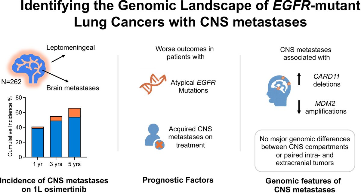 Annals_Oncology's tweet image. 🆕 article in press: Identifying the genomic landscape of EGFR-mutant lung cancers with CNS metastases annalsofoncology.org/article/S0923-…