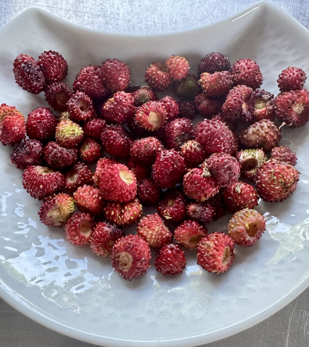 paul_heathcote's tweet image. Lots of these lovely red nuggets around in my garden