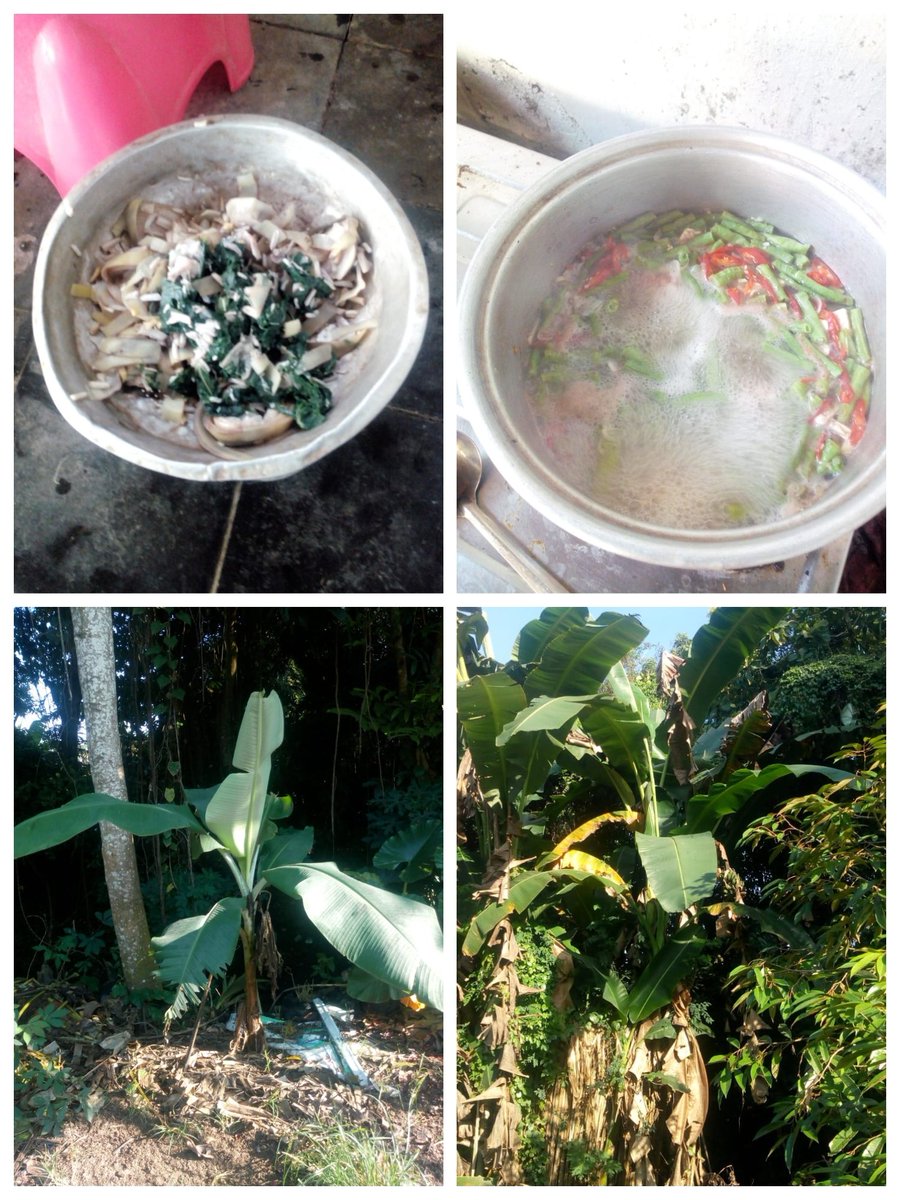 Bincang Creative (@bincangcreative) on Twitter photo Semacam #KebunPenyadaran via ๐ฑ๐ฒ <a href="/EkoBudiHWJ/">Eko Budi HWJ</a> mencapai jangan jantung, sayur kembang gedhang..
๐ค #BincangCreative Semacam #KebunPenyadaran via ๐ฑ๐ฒ <a href="/EkoBudiHWJ/">Eko Budi HWJ</a> mencapai jangan jantung, sayur kembang gedhang..
๐ค #BincangCreative