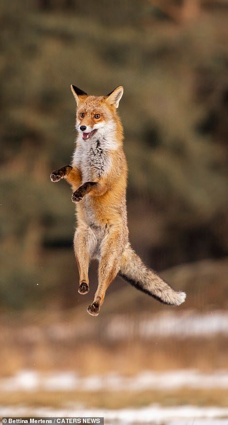 🍁 𝓣𝓱𝓮 𝓕𝓸𝔁 𝓛𝓲𝓯𝓮 🌾🦊 (@thefoxlife) on Twitter photo 