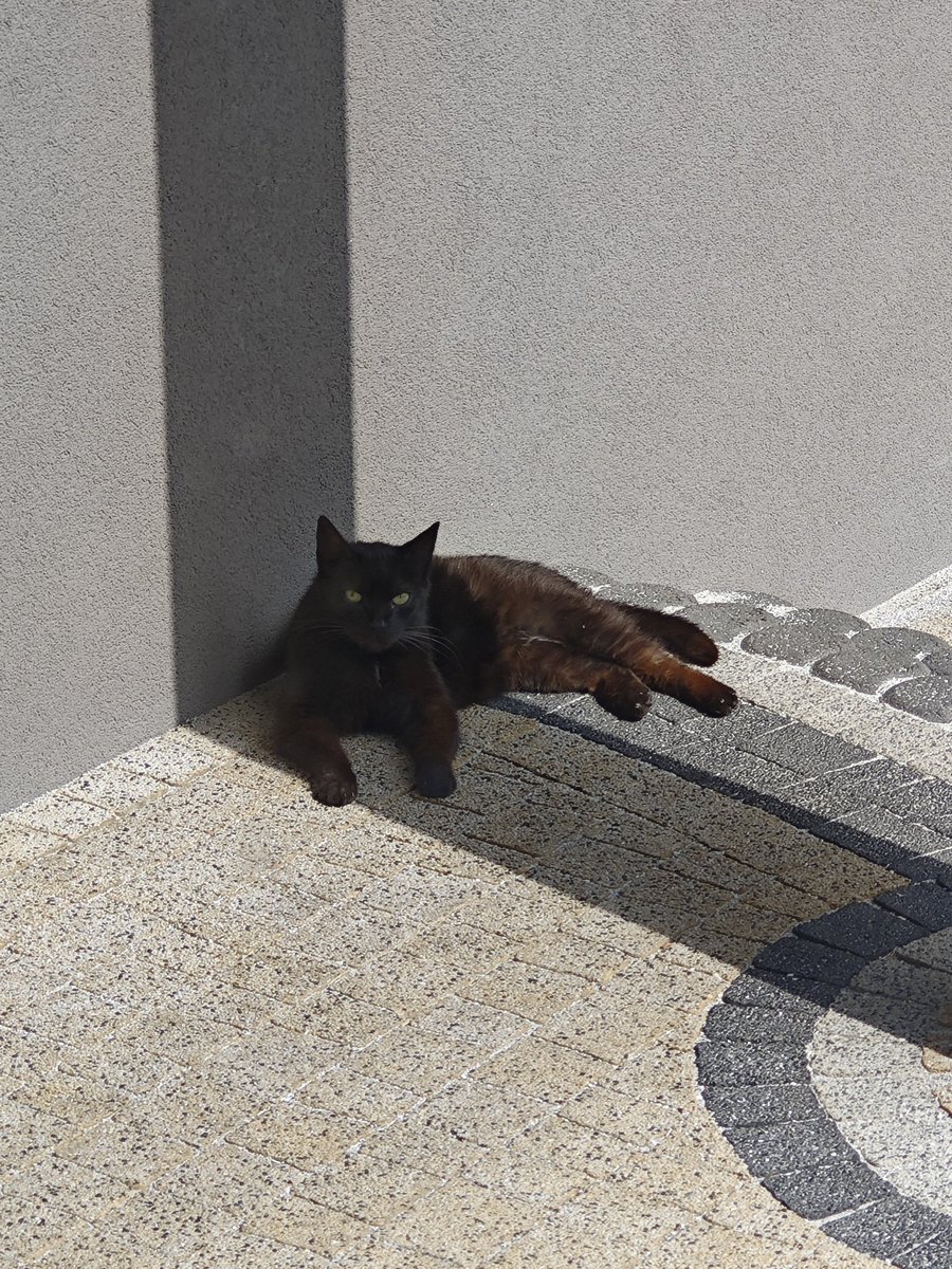 Kazaliście karmić - karmię.
Dziadówa tylko je i śpi,
Kręci się pod nogami,
Miauczy, syczy,
I dupę zawraca.
Wychowałem kociego Zandberga.