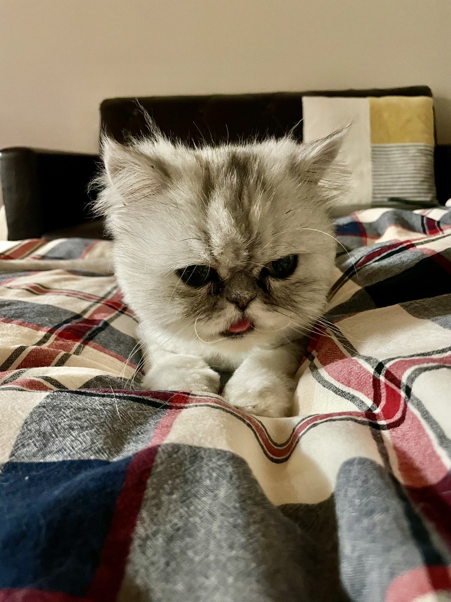 サマーカットしたら毎回5歳は若返ってる