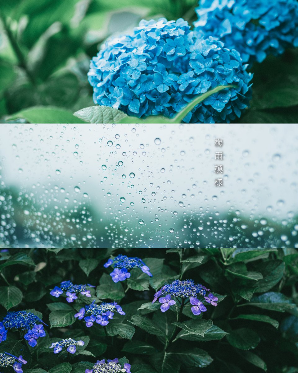 takekichi0102's tweet photo. 梅雨模様。
#対馬
#あじさい https://t.co/RYh9CqfWXW
