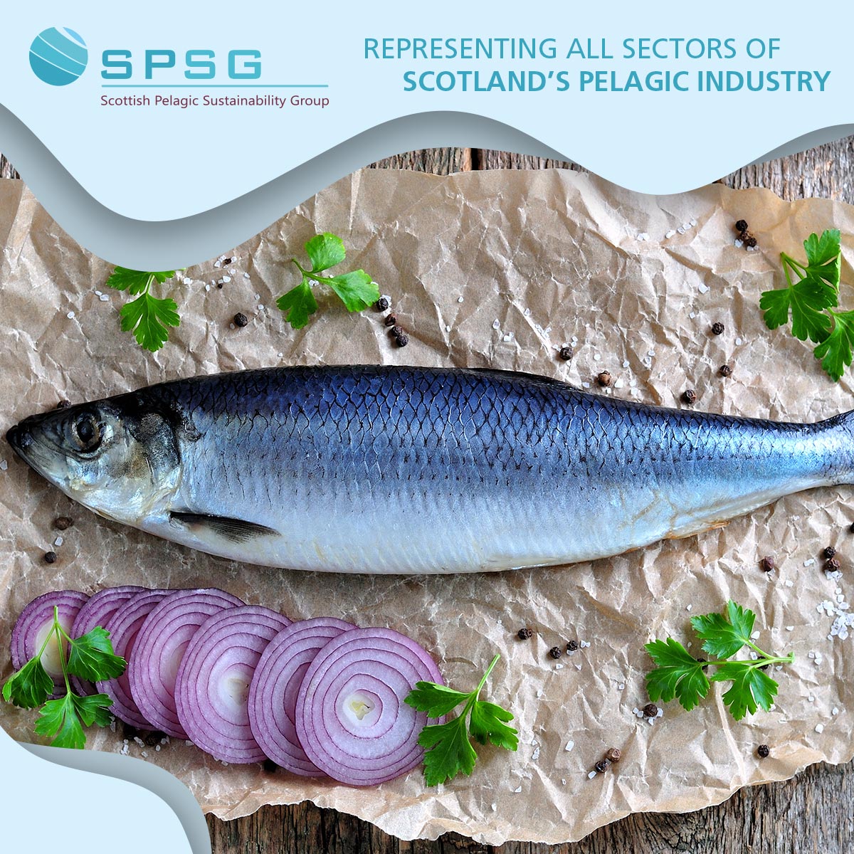 With new season Scottish North Sea herring now soon appearing in our fishmongers and supermarkets, make this delicious fish one of your 'two a week'

spsg.co.uk

#herring #My2aWeek #HealthySeafood #BrainFood #SustainableEating