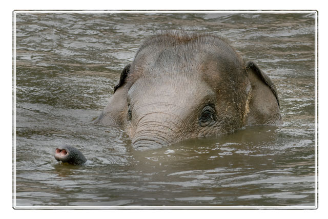 photos_dsmith's tweet photo. The #ultimate #snorkeller #relaxes in #water in the #summer #sun, This #Asian #elephant swam, blew bubbles, #splashed and was clearly having #fun. The #trunk came in very useful when #underwater. #wildlifephotography #Diving #wildlife. #follow @photos_dsmith for more #images https://t.co/cyV5RtTky2