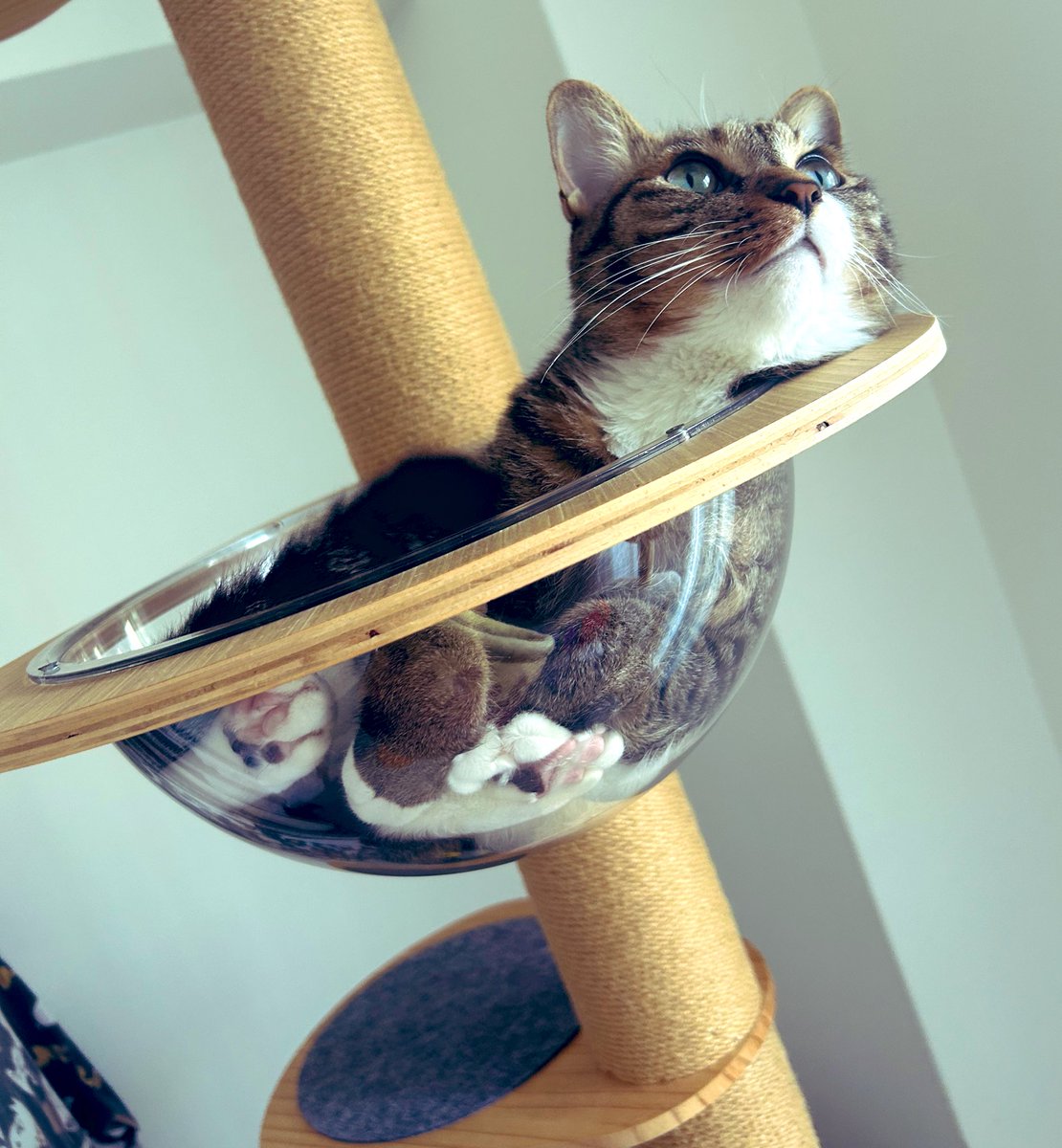 maron2021_06_03's tweet photo. 久しぶり���晴れて嬉しそう☀️

#猫 #猫好き #キジ白 #猫のいる生活 #猫のいる幸せ #猫好きさんと繋がりたい https://t.co/jJmEIy963e