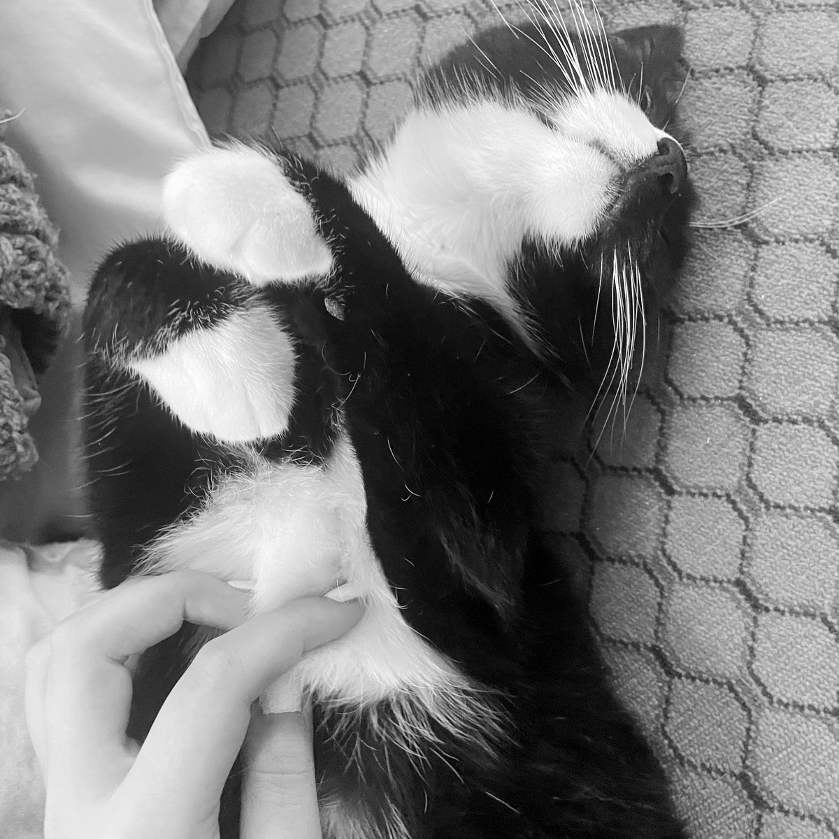 𑣲ING ninsko tweet media