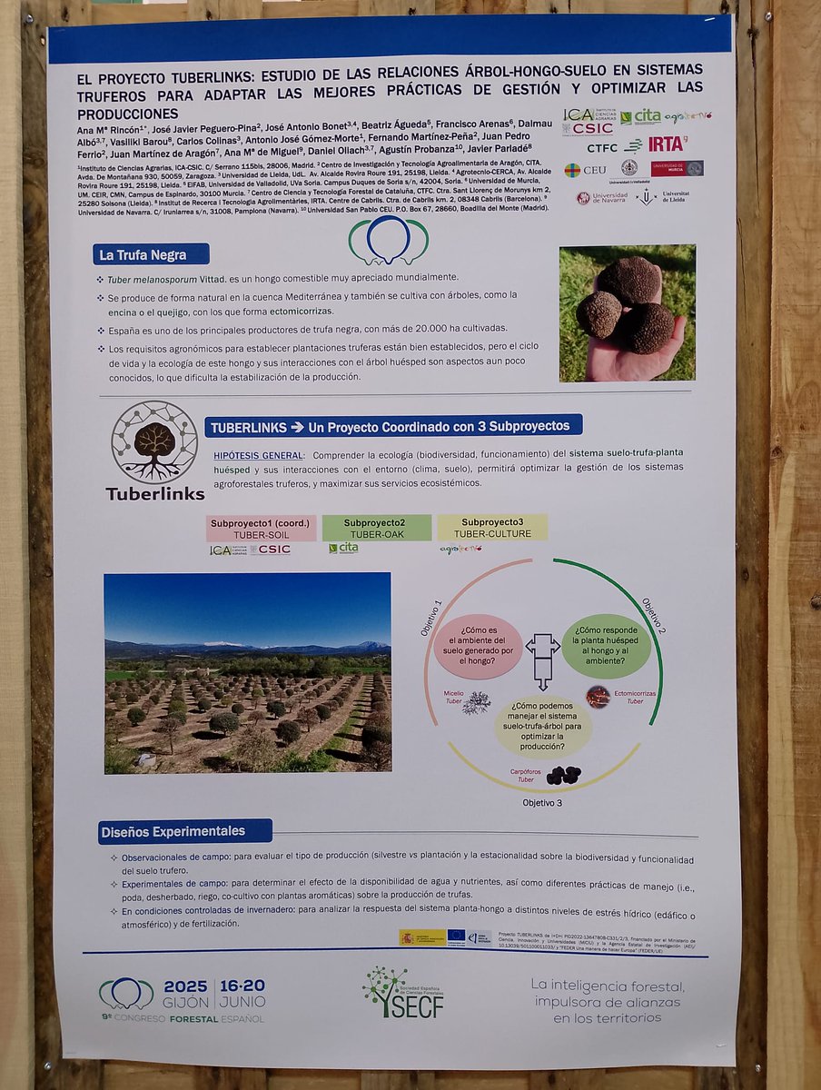 Agrotecnio Research Centre (@agrotecnio) on Twitter photo 🌳Participamos en el 9º <a href="/congresoforesta/">Congreso Forestal Español</a> en #Gijón, presentando resultados del proyecto #Tuberlinks sobre cultivo de encinas micorrizadas con trufa negra y plantas aromáticas.
🔬 Impulsamos la investigación para una gestión forestal sostenible. 🌳Participamos en el 9º <a href="/congresoforesta/">Congreso Forestal Español</a> en #Gijón, presentando resultados del proyecto #Tuberlinks sobre cultivo de encinas micorrizadas con trufa negra y plantas aromáticas.
🔬 Impulsamos la investigación para una gestión forestal sostenible.