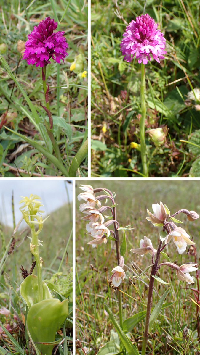 A few highlights from Kenfig last Saturday. The pale Pyramidal is presumably Anacamptis pyramidalis var dunensis? <a href="/KenfigWarden/">Warden Kenfig National Nature Reserve</a>