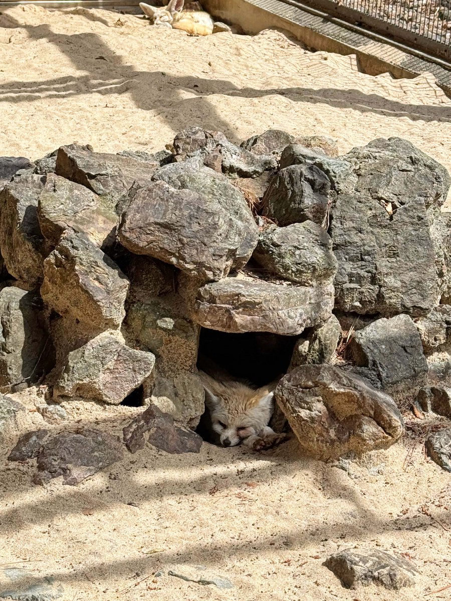 今日は気温が上がりましたね☀️

こちらは岩陰でお休み中の #フェネック です。
アフリカの砂漠にくらし、地面に掘った巣穴で暑さを避けます。

暑い日がつづきそうですので、みなさまも気をつけてお過ごしください。
#文化園の動物たち