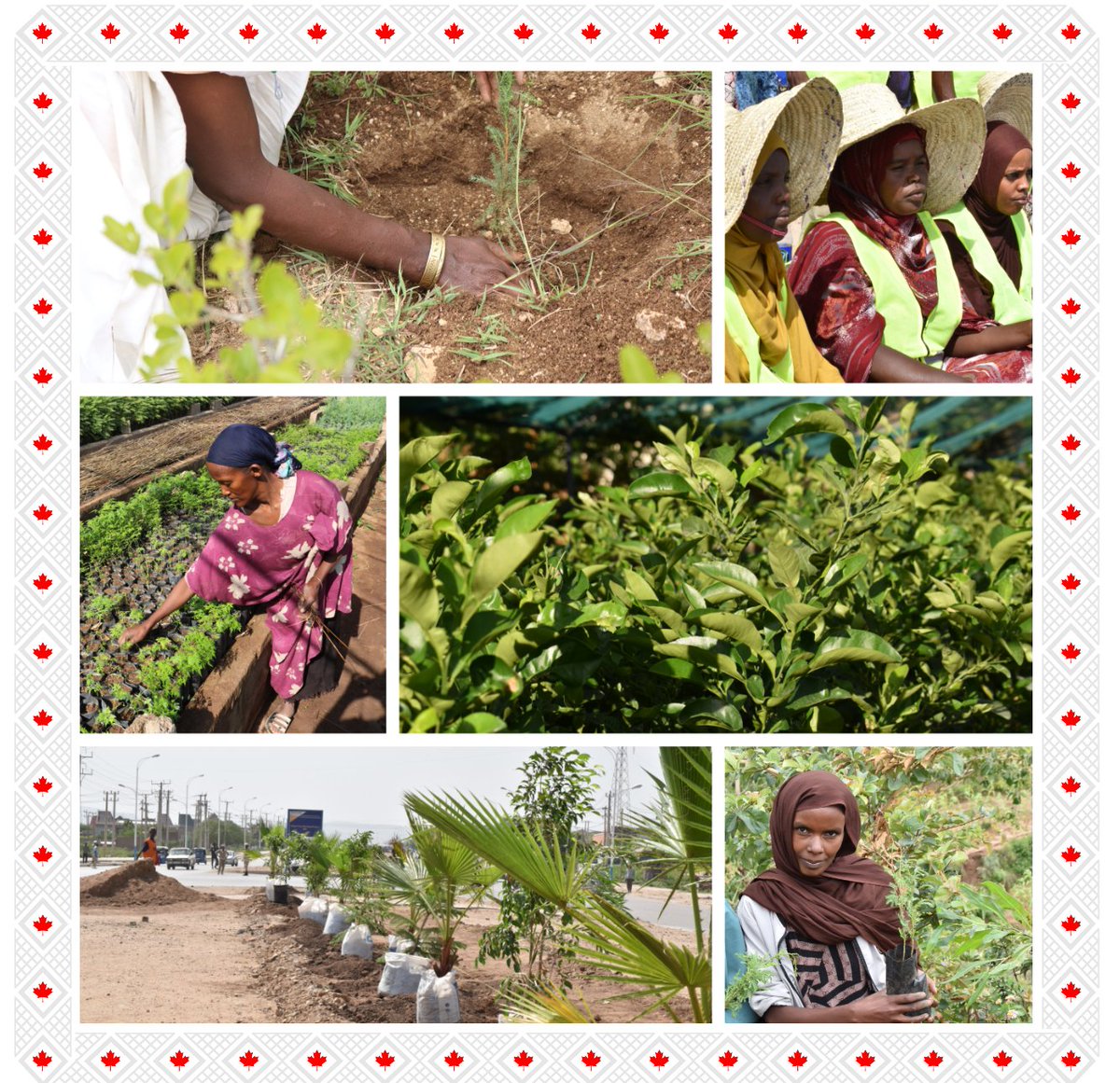 🇪🇹 is facing 📈 impacts of climate change.

On this Day to Combat Desertification and Drought, collective action is more urgent than ever.

With <a href="/IISD_news/">IISD</a> &amp; <a href="/WorldResources/">World Resources Institute</a>, 🇨🇦 supports efforts to combat flooding, water scarcity, heat stress, &amp; env'tal degradation in Dire Dawa.