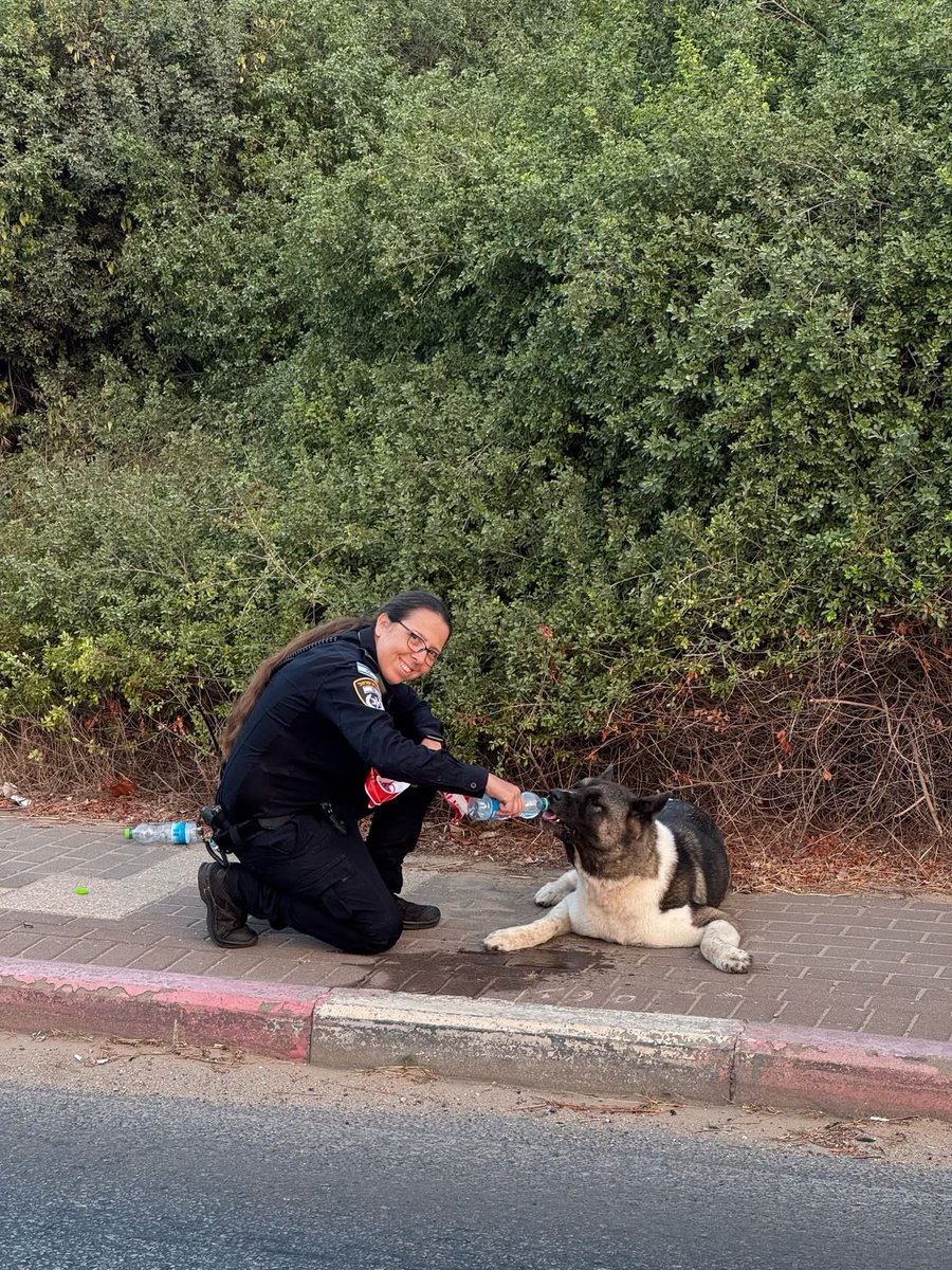 יותר מ-100 כלבים ברחו לבעליהם מאז תחילת מערכת ישראל-איראן, זו עוגמת נפש גדולה מאוד לכלבים וגם לבעלים, תמונות מרגשות רבות ראינו כשכוחות הביטחון השיבו כלבים אבל בעיקר חשוב בימים אלו, שימו על הכלבים קולרים עם שם ומספר טלפון, אל תשאירו אותם בחצרות לבד, מהפחד הם מסוגלים לנתר גבוה