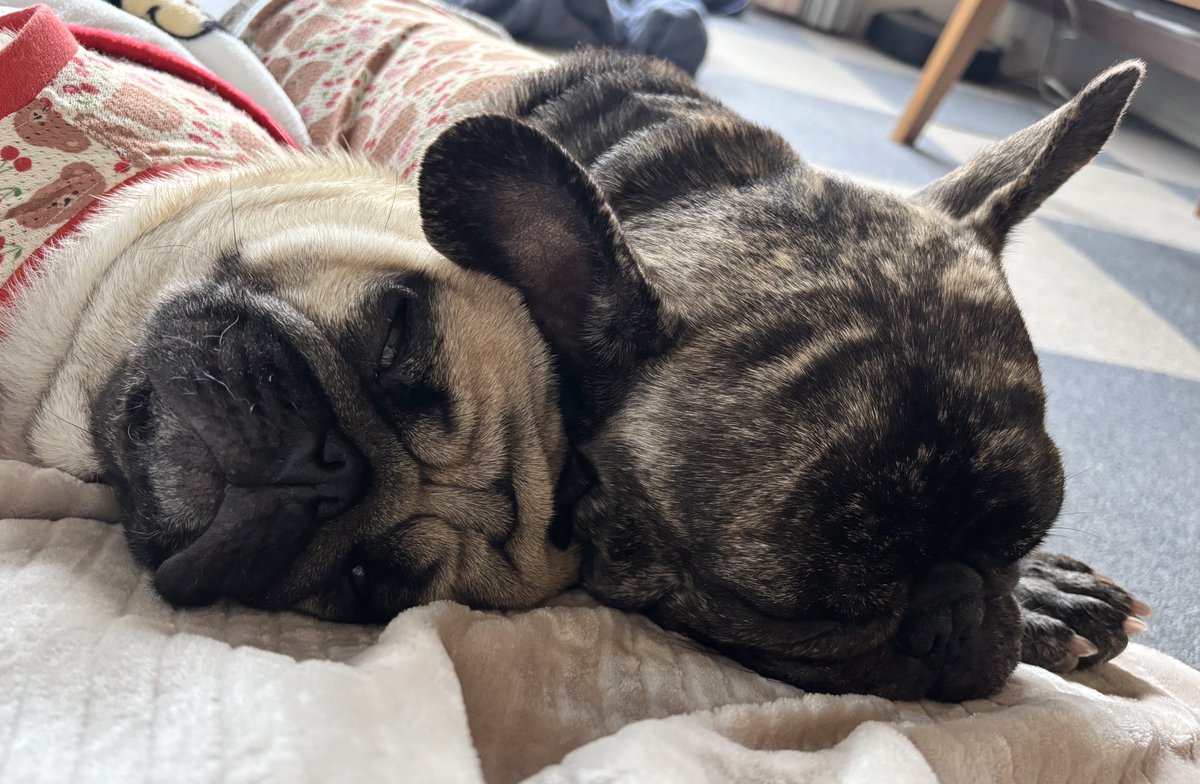 くっついて寝てると写真撮らずにはいられない🥹

#pug #パグ #フレブル