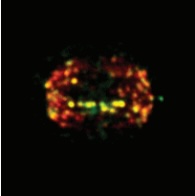 Endogenous tagging of BLM and PICH reveal their dynamic localization and functions throughout the cell cycle.
New preprint: Mitotic BLM functions are required to maintain genomic stability biorxiv.org/content/10.110…