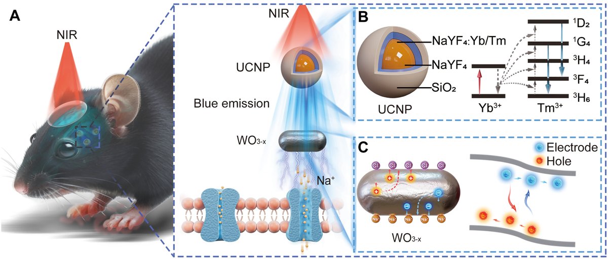 Jin et al demonstrate a novel neuromodulation technique of hybrid upconversion and photovoltaic nanoparticles activated by near-infrared light. Is this the successor to optogenetics? Could this be translated to humans? Very exciting technology!

science.org/doi/10.1126/sc…