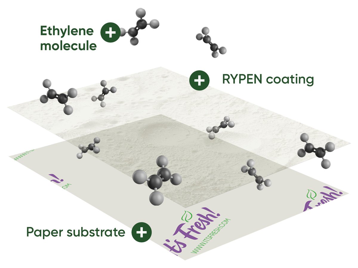 We’ve teamed up with Lakeland to launch Stayfresh Sheets - powered by our RYPEN® Technology. Trusted by growers &amp; exporters worldwide to naturally slow ripening - now available for consumers.

lakeland.co.uk/28012/6-lakela…

Fresher produce. Less waste. More value. 

#foodwaste #kitchen