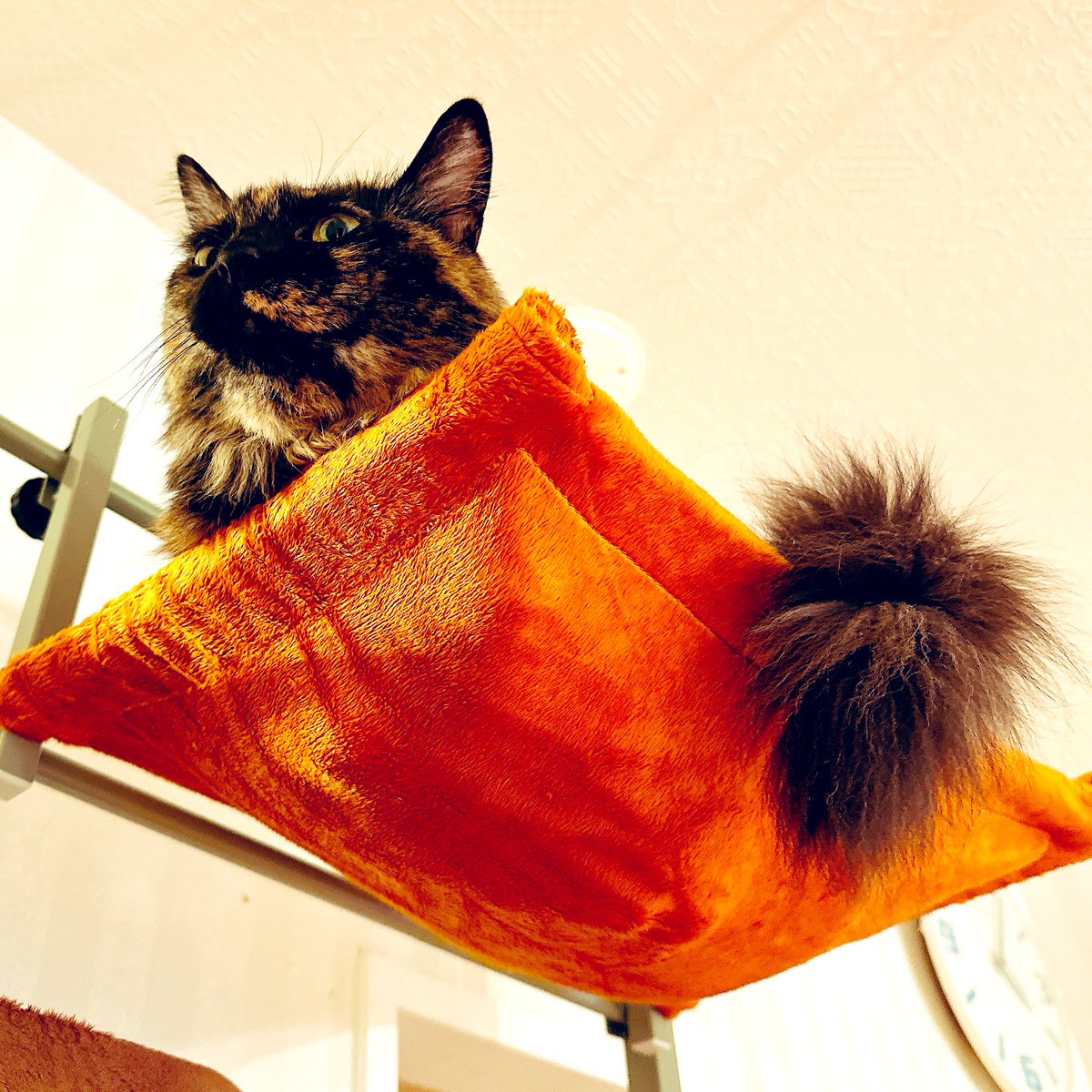 家庭内でロストしていた
猫タワーのハンモック
替えパーツ出土したので
新しくなりました✨
利用者の喜びの顔をお届け

ずいぶんぼろくなってたし
毛もフェルト状で取れなくなってたので
早く替えてあげたかったのに
遅くなってごめんね💦

本当は布だけでよかったのですが
何故か骨付きのが安かった🤣