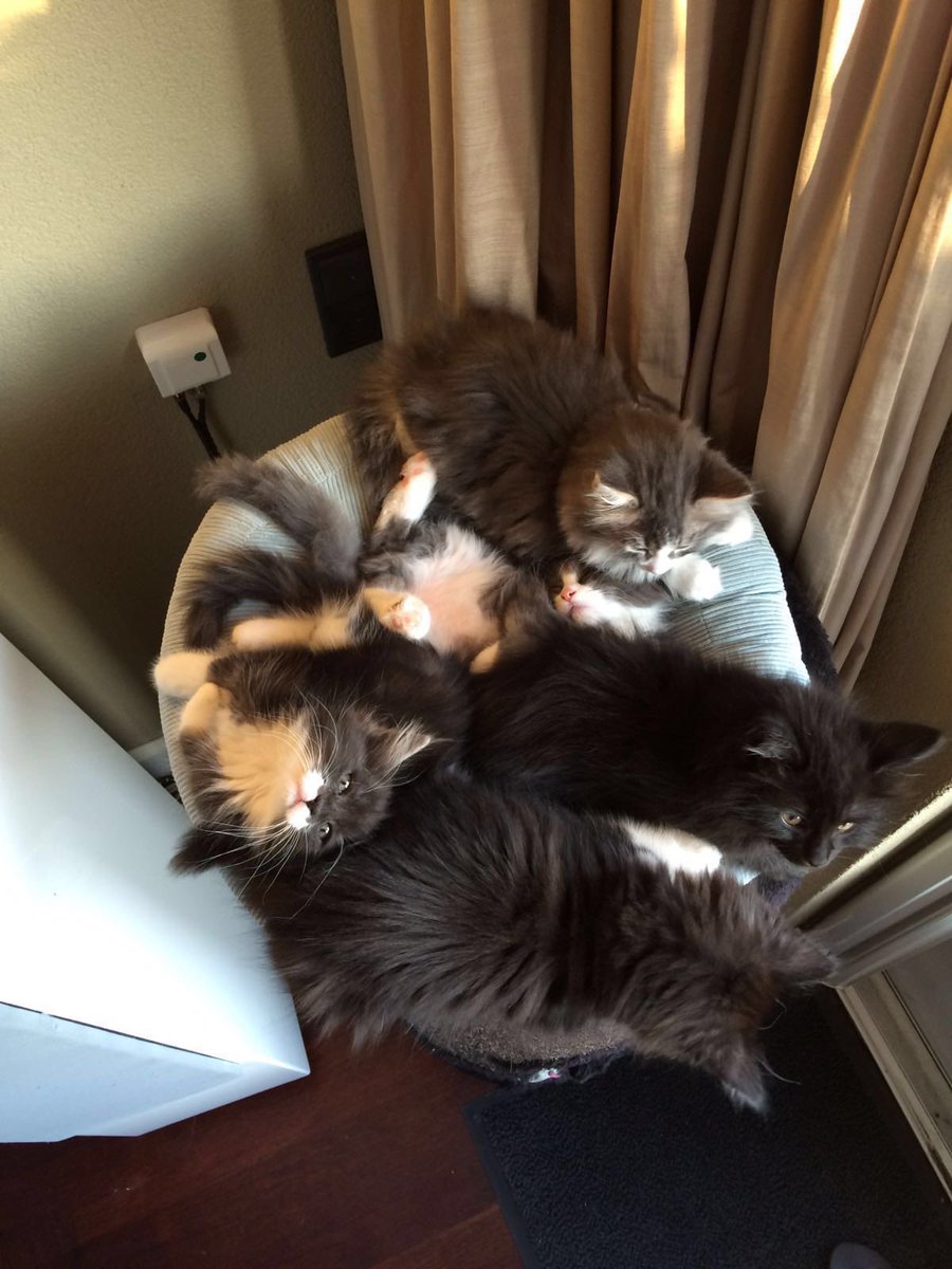 Neasper's tweet image. Ancient picture of my cat when he was a kitten with his brothers and sisters