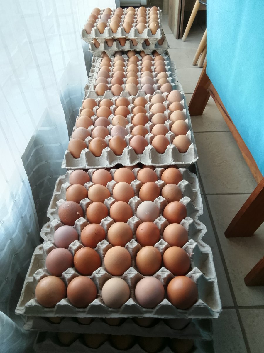 Special 🔊 special 🔊 special 🔊 
Today only 
Buy 10 Trays of eggs for R700
Large Eggs 🍳 🍳 
🥚🥚🥚🥚