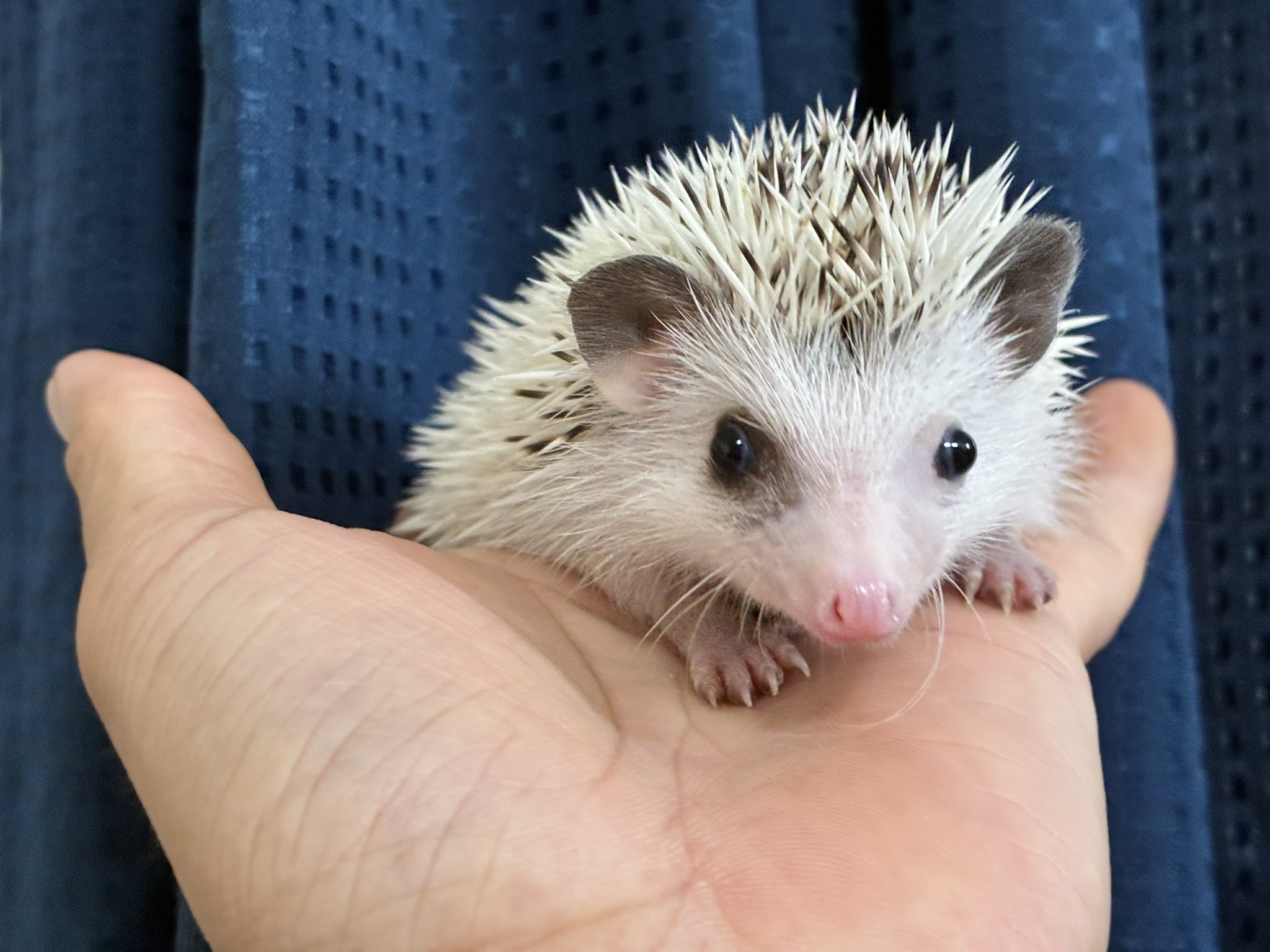 エキゾチックアニマル ぶちでら🦔 on X: 