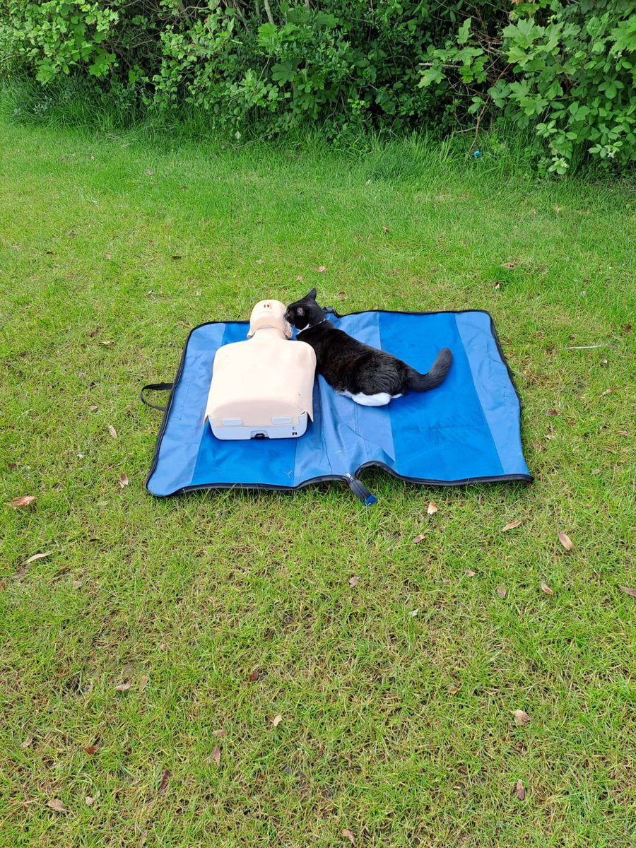 Cold_Coffee23's tweet photo. @Yoda4ever My husband was teaching CPR yesterday in school and a neighbours cat joined in with the lesson! https://t.co/QaXZPyxYL6
