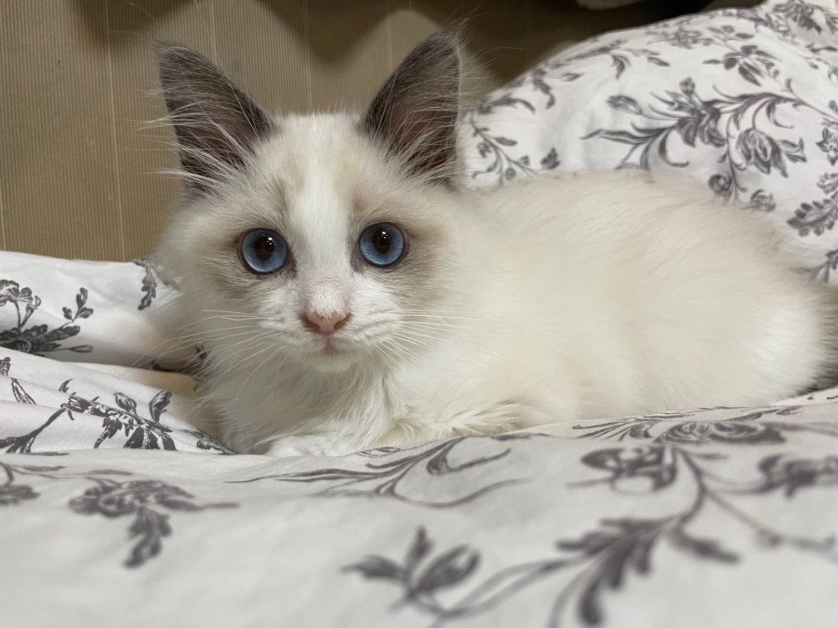 妹のﾈｺﾁｬﾝ 青い目がおきゃわなのね