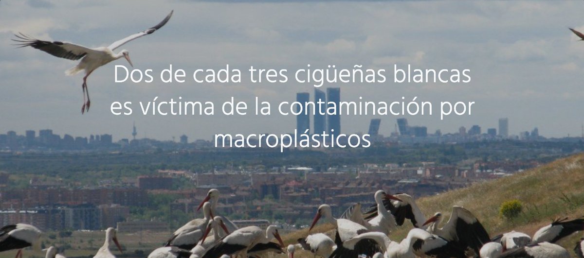 🚨 Dos de cada tres #cigüeñas blancas son víctimas de la contaminación por #macroplásticos.
📝 El hallazgo, publicado en <a href="/ArdeolaJournal/">Ardeola</a>, se conoció tras analizar el contenido digestivo de 1.500 ejemplares de esta especie.
ℹ️ seo.org/dos-de-cada-tr… #Basuraleza <a href="/unizar/">Universidad Zaragoza</a>