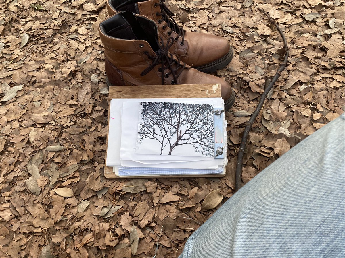 目の上の松の木