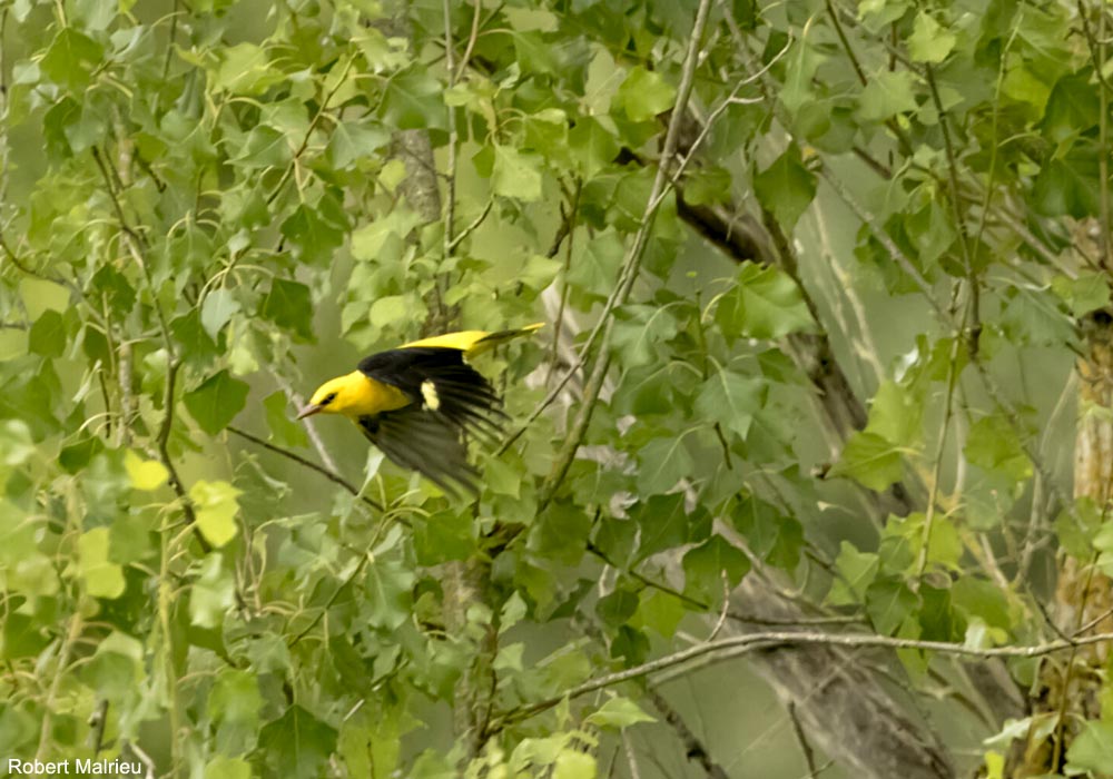 À la découverte des oiseaux du lac de retenue de Mallemort (Vaucluse) le 22 juin 2025 ➡️ Cliquez sur ce lien pour en savoir plus : ornithomedia.com/agenda/a-la-de… #oiseaux #birds #ornithologie #ornithomedia #ornithology <a href="/lpo_paca/">LPO PACA</a>